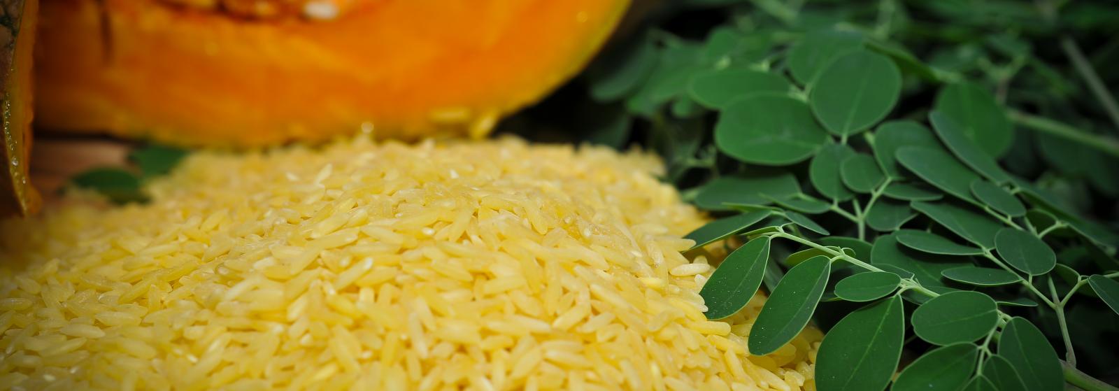 Golden Rice International Rice Research Institute
